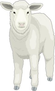 Sheep Front View Clip Art